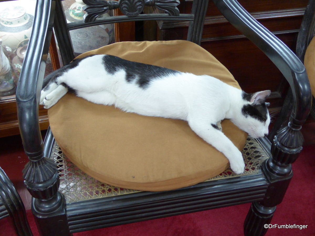 Cat resting in the Museum collection, Gangaramaya Temple, Colombo