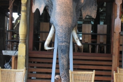 Taxidermy elephant, Gangaramaya Temple, Colombo