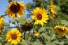 Cranbrook -- Sunflowers