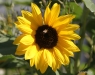 Cranbrook -- Sunflowers