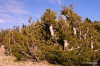 Crater Lake National Park -- Whitebark Pines