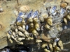 Mussels and limpets, Crystal Cove State Park