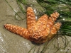 Sea Star, Crystal Cove State Park