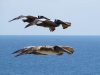 Pelicans, Crystal Cove State Park