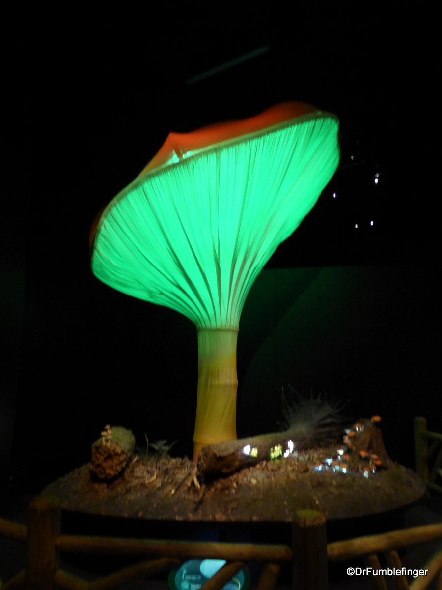 Fungus, Denver Museum of Nature and Science