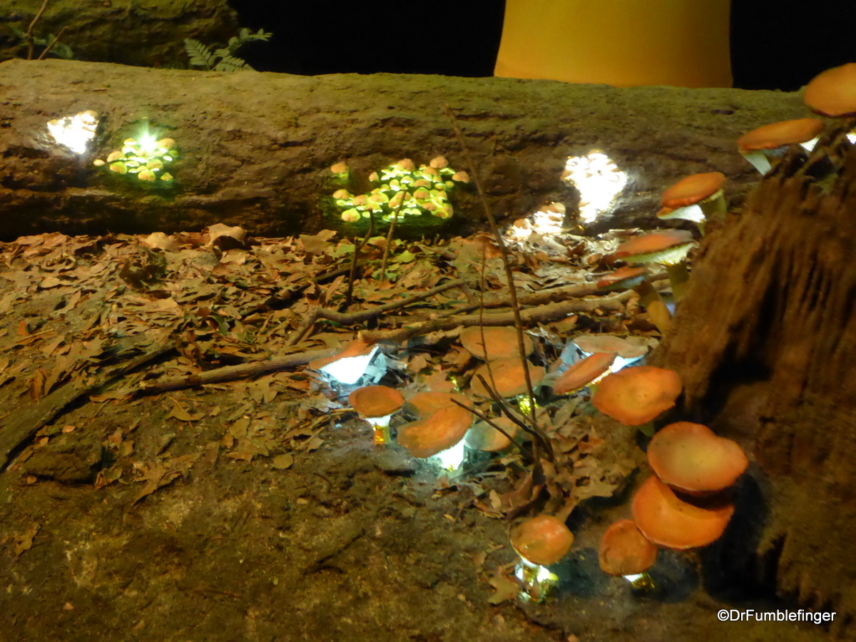 Bioluminescent fungi, Denver Museum of Nature and Science