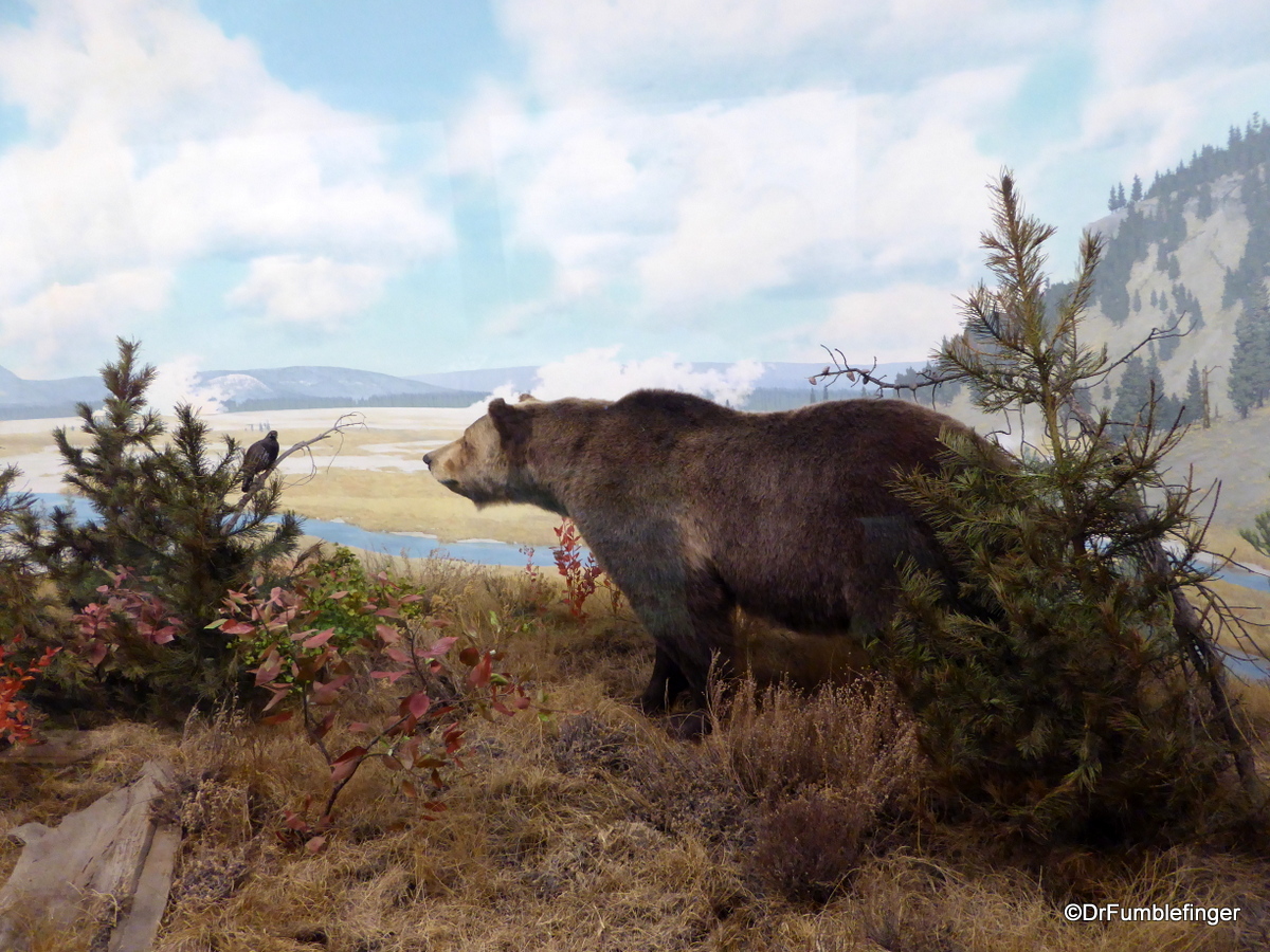 Grizzly Bear Diorama,  Denver Museum of Nature and Science