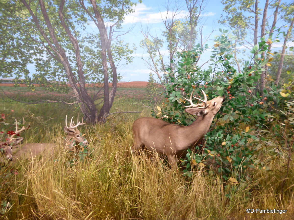 Deer Diorama,  Denver Museum of Nature and Science
