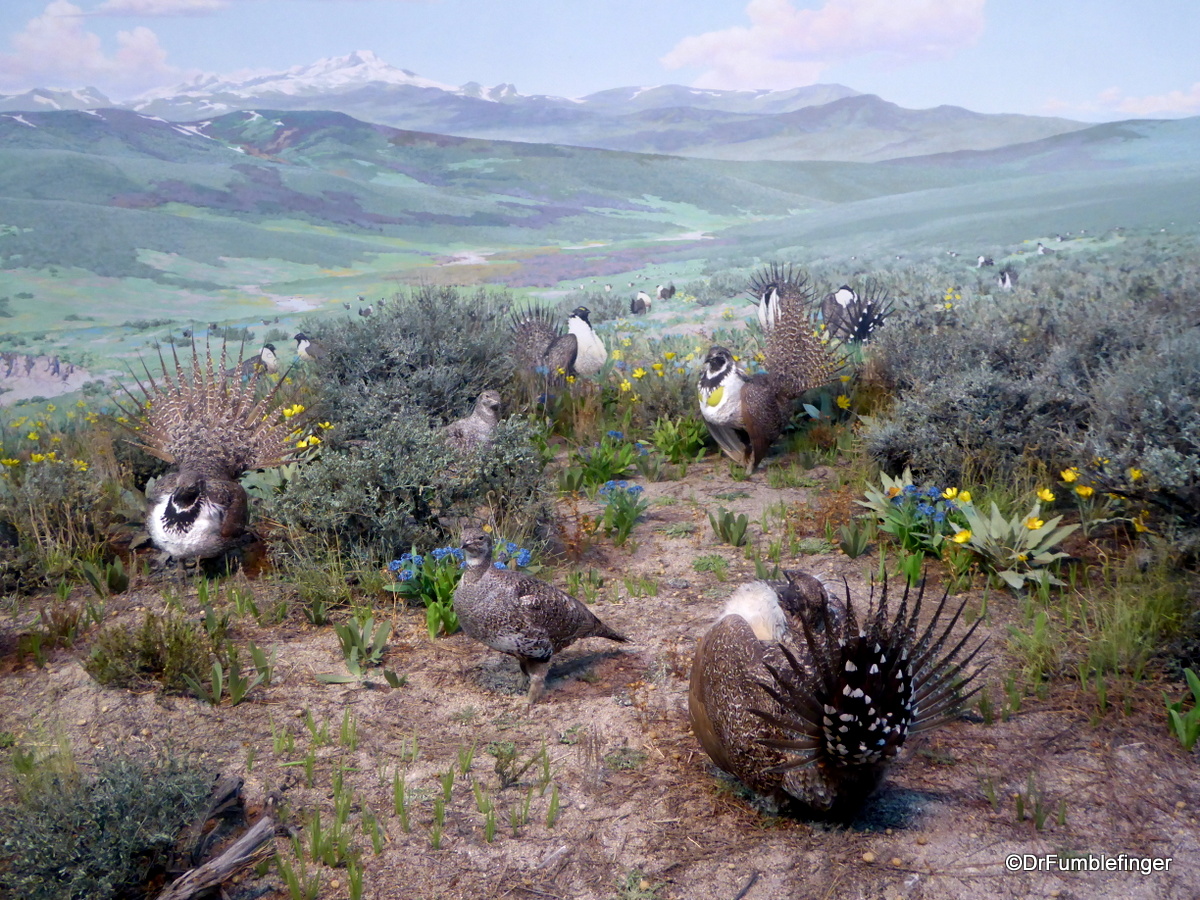 Sage Grouse Diorama,  Denver Museum of Nature and Science
