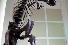 T Rex at Denver Museum of Nature and Science