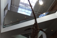 Aquatic Dinosaur at Denver Museum of Nature and Science