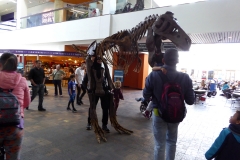 Roaming T Rex at Denver Museum of Nature and Science