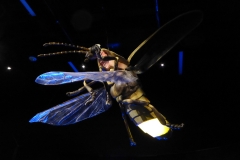 Firefly, Denver Museum of Nature and Science