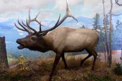Elk Diorama,  Denver Museum of Nature and Science