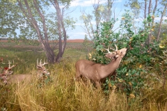 Deer Diorama,  Denver Museum of Nature and Science