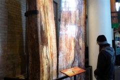Petrified Log, Denver Museum of Nature and Science