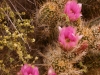 Cacti in bloom, Tucson, Arizona