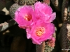 Cacti in bloom, Joshua Tree National Park, California