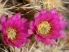 Cacti in bloom, Joshua Tree National Park, California