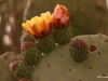 Cacti in bloom, Tucson, Arizona