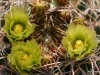 Cacti in bloom, Palm Desert, California