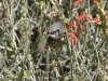 Hummingbird, Palm Desert, California