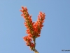 Ocotillo in bloom, Palm Desert, California