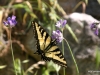 Butterflies and Wildflowers, Tahquitz Canyon, California