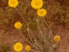 Wildflowers, Tucson, Arizona