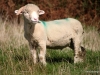 Dingle Peninsula, sheep
