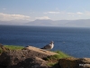 Dingle Peninsula, seagull near Slea Head