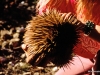 An echidna, wandering the Australia outback