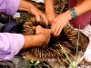 Removing a young echidna (puggle) from its mother's pouch