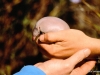 A baby echidna outside its mother's pouch
