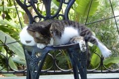 Six-toed cat,  Ernest Hemingway Home, Key West