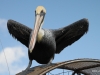 Everglades airboat, Pelican