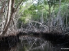 Mangroves near Everglades City