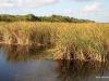 Everglades -- the River of Grass