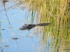 Alligator, Everglades