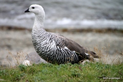 Magellan goose, Tierra del Fuego National Park