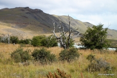 Grasslands of Torres del Paine National Park