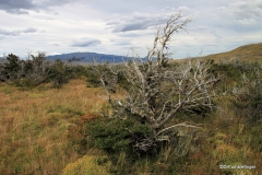 Grasslands of Torres del Paine National Park