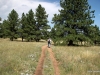 Flatiron Vista Loop Trail, through ponderosa pine forest