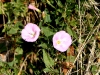Wildflowers, Flatiron Vista Loop Trail