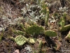 Cacti, Flatiron Vista Loop Trail