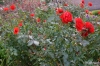 Getty Center -- Roses, Central Garden