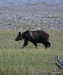 Grizzly sow, Glacier N.P.