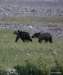 Grizzly cubs, Glacier N.P.