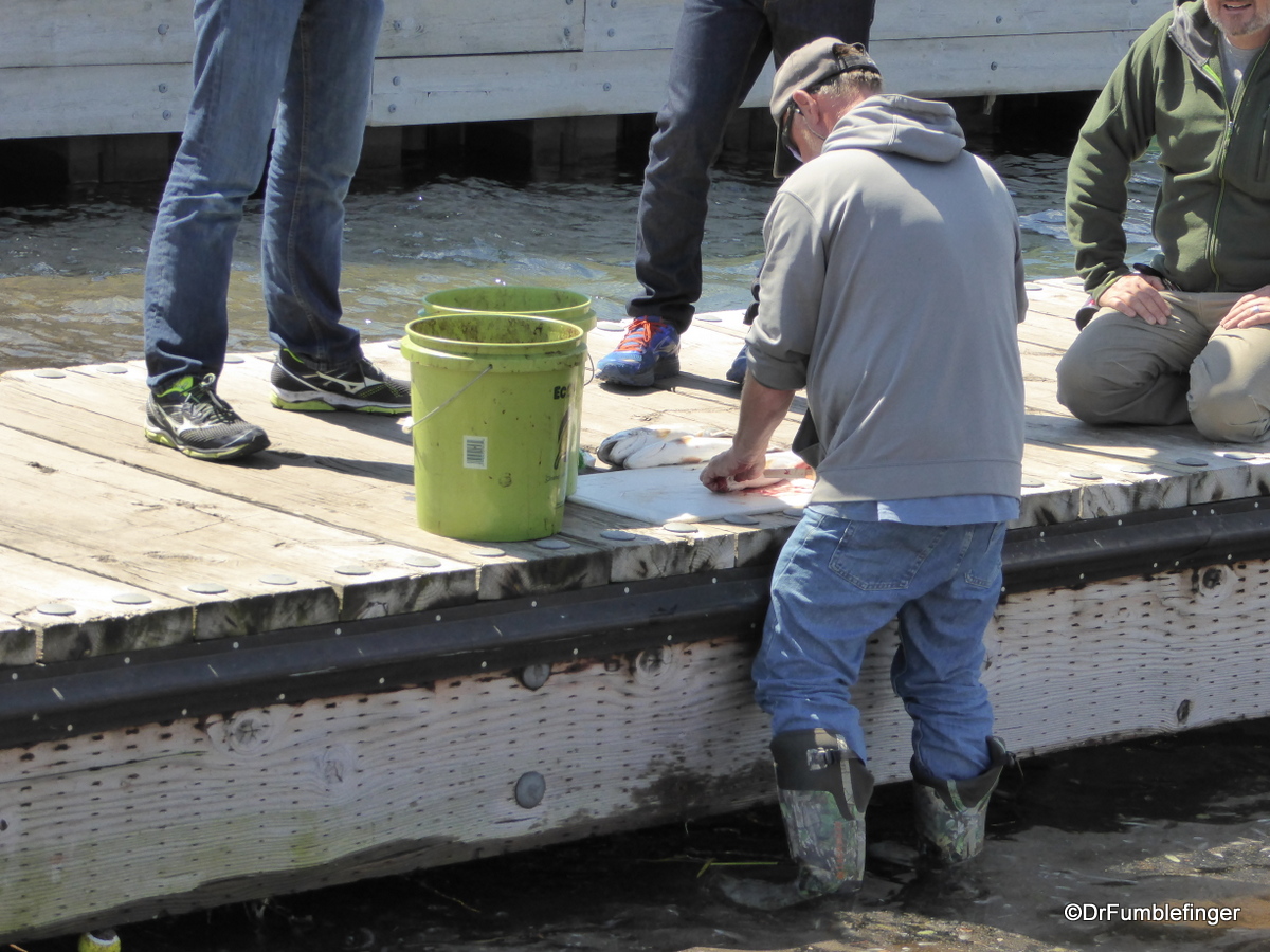 Grand Marais -- cleaning the fish