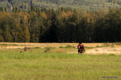 Hawk, Creamer's Field, Fairbanks